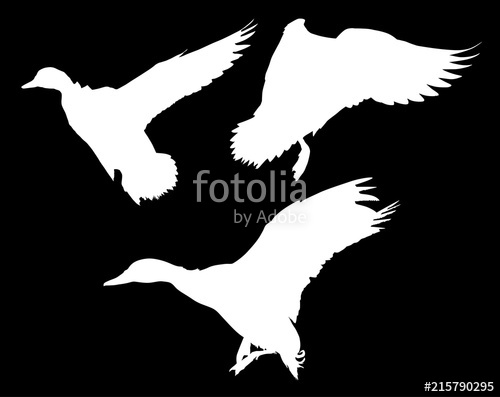 500x397 Three Flying Ducks Isolated On Black Stock Image And Royalty Free