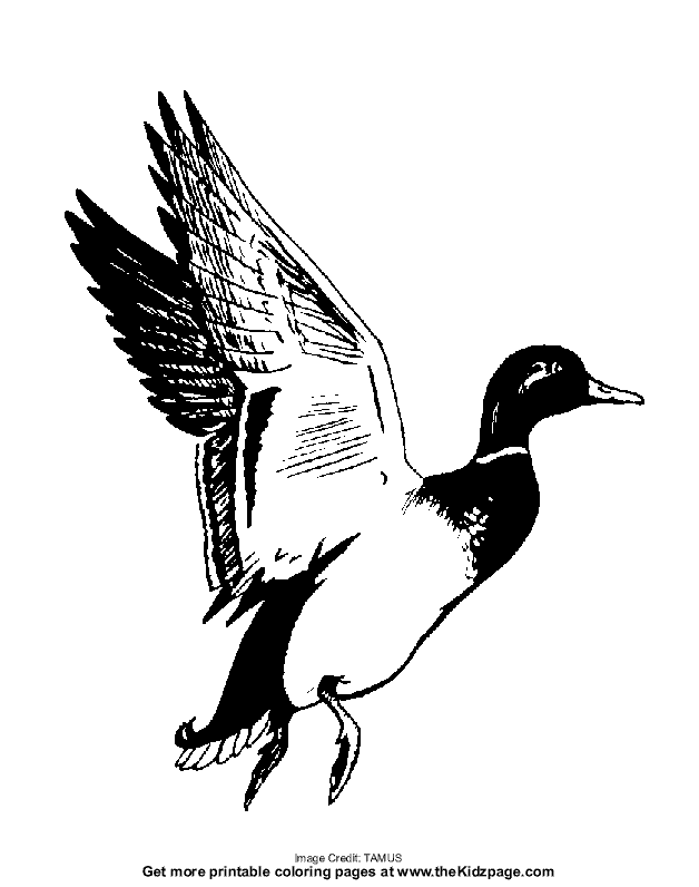 628x796 Duck Clipart Fly