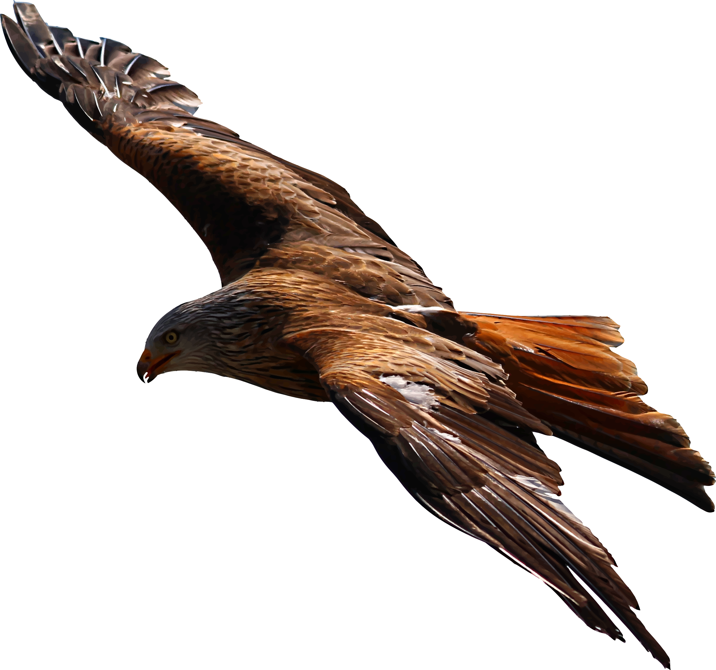 2400x2246 Flying Eagle Vector File Image