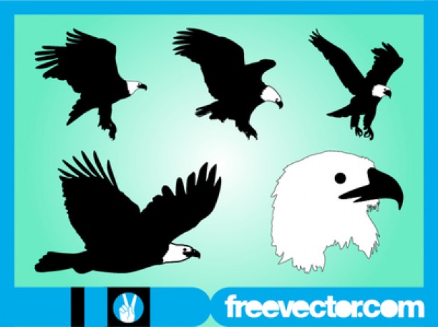 626x467 Flying Eagle Vectors, Photos And Psd Files Free Download