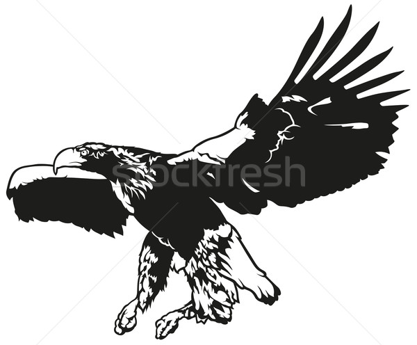 600x496 Flying Eagle Vector Illustration Roman Dekan (Derocz) ( 6722416