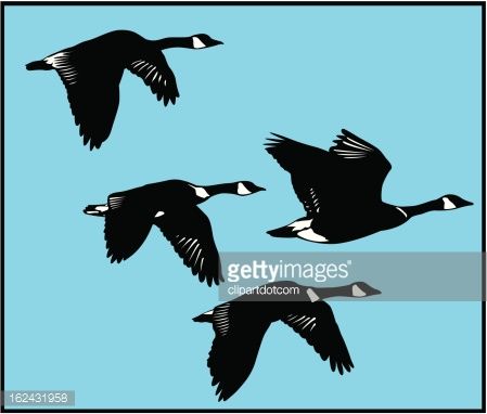 449x382 Four Geese Flying