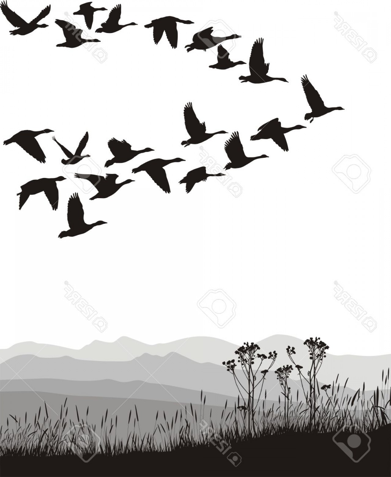 1278x1560 Photoblack And White Illustration Of The Flying Geese Orangiausa