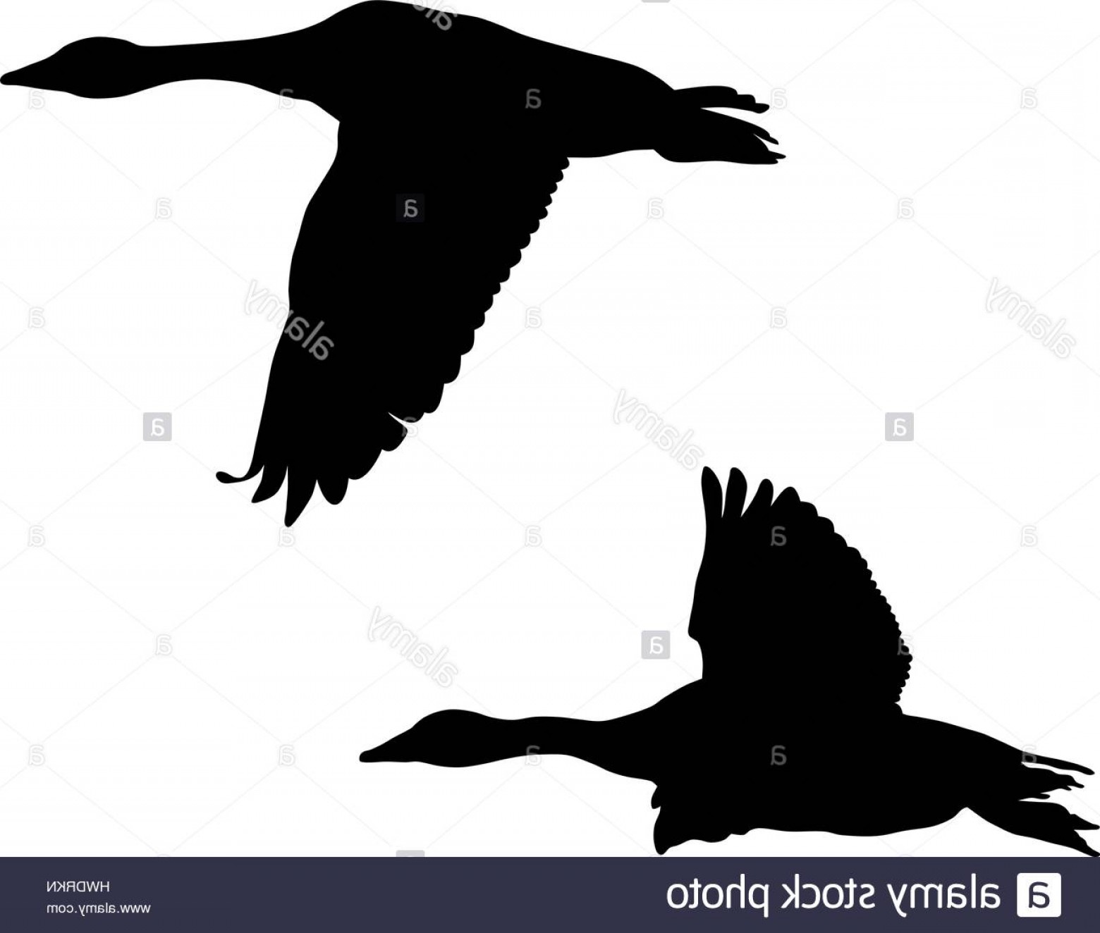 1560x1324 Stock Photo Abstract Vector Illustration Of Flying Geese Rongholland