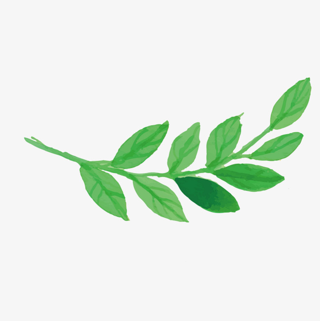 650x651 Vector Green Symmetrical Leaves Foliage, Vector, Green, Symmetry