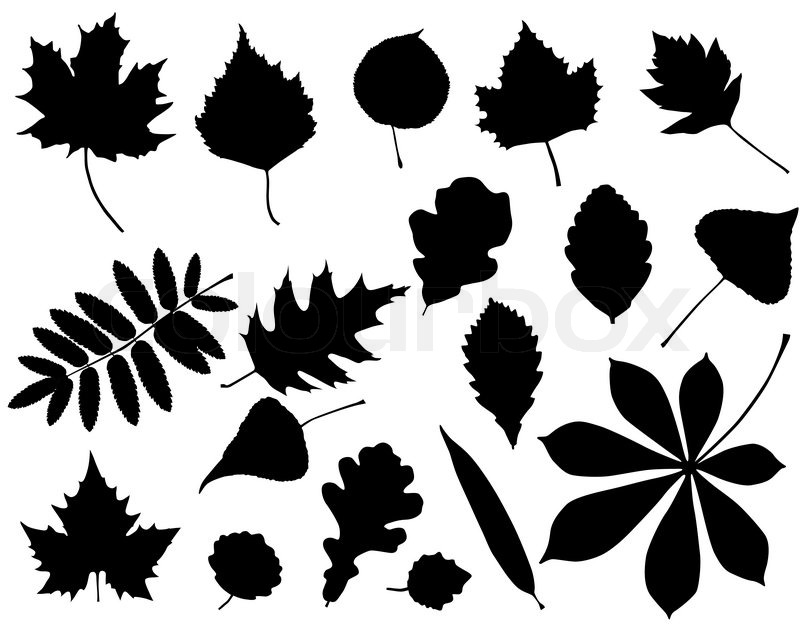 800x626 Collection Of Silhouettes Of Different Species Of Foliage Stock