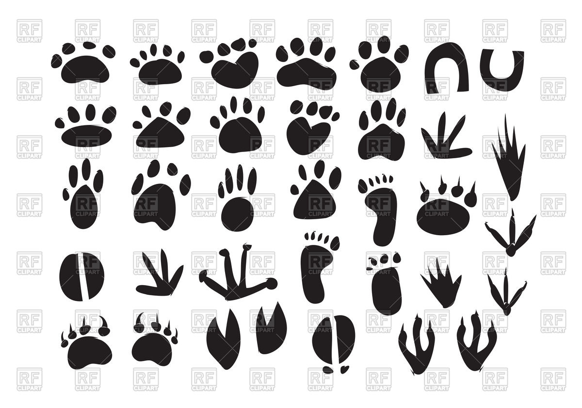 1200x843 Set Of Animal Footprint Vector Image Vector Artwork Of Plants