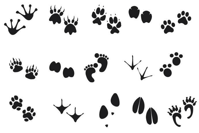 690x462 Human Animal Footprints Free Vector Free Vectors Ui Download