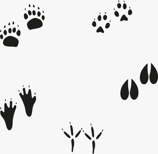 538x523 Footprints Vector, Footprint, Animal Footprints, Vector Free