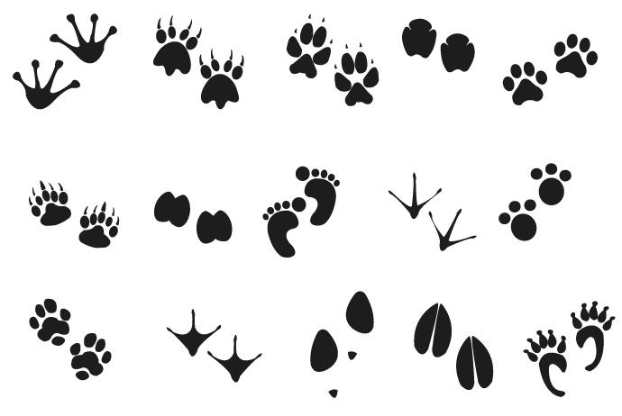 690x462 Human Animal Footprints
