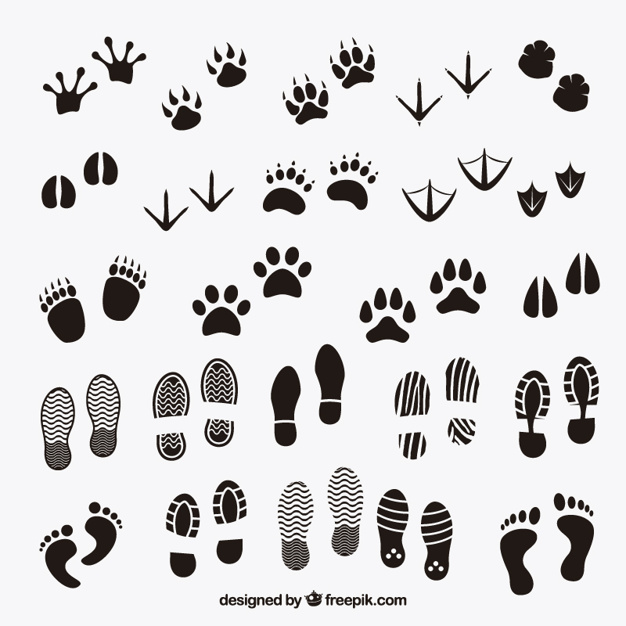 626x626 Footprints Vectors, Photos And Psd Files Free Download