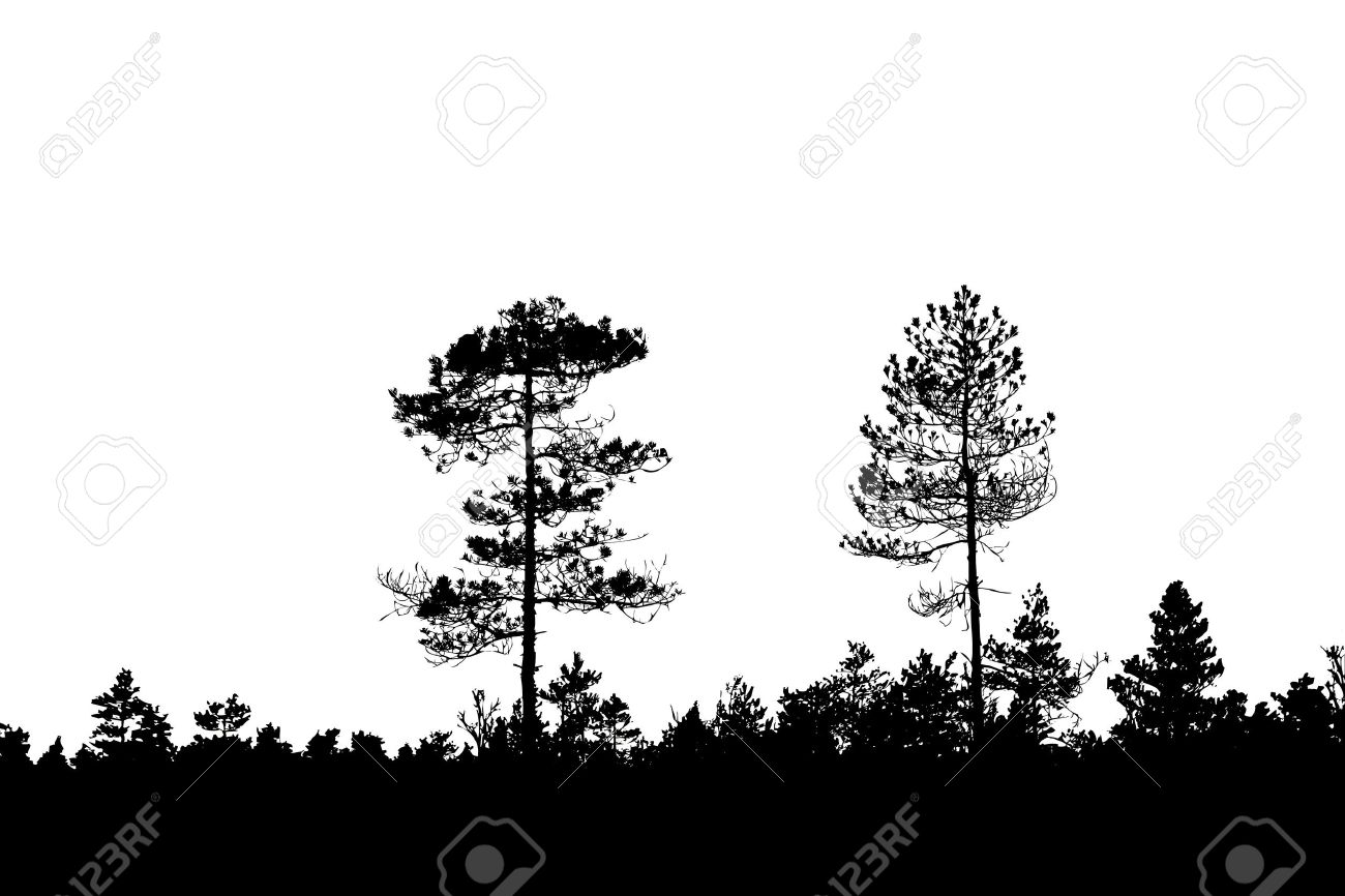 1300x866 Forest Background Outline Clipart