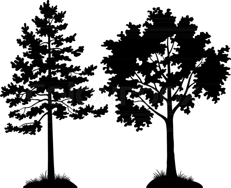 800x649 Set Of Silhouette Forest Trees, Pine And Maple, Black Pictogram