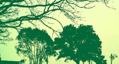 500x271 Tree Vector Free Editable Illustrations To Download