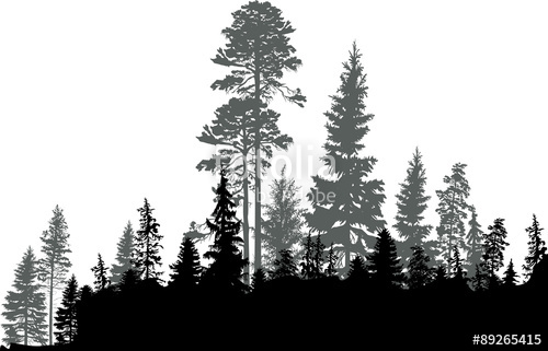 500x321 Black Coniferous Forest Isolated On White Stock Image And Royalty