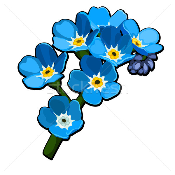 600x600 Forget Me Not Stock Vectors, Illustrations And Cliparts Stockfresh