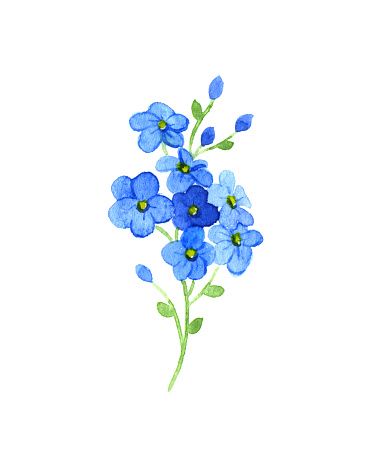 379x455 Forget Me Not Clip Art, Vector Images Amp Illustrations