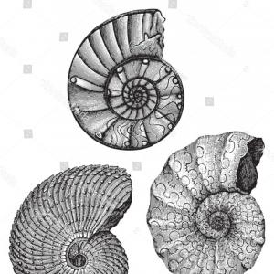 300x300 Vector Sea Shells Pearl Seashell Silhouettes Sohadacouri