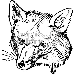 300x300 Royalty Free Vintage Fox Head Vector Vintage 1900 Vector Art Gf