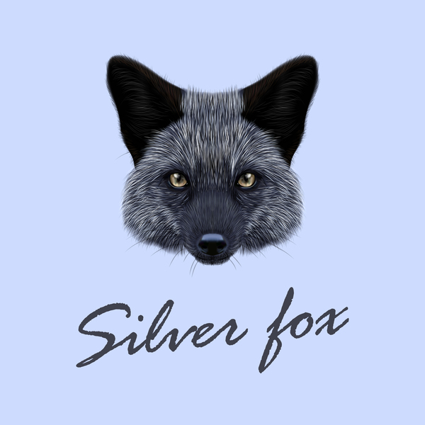 600x600 Silver Fox Head Vector Illustration 02 Free Download