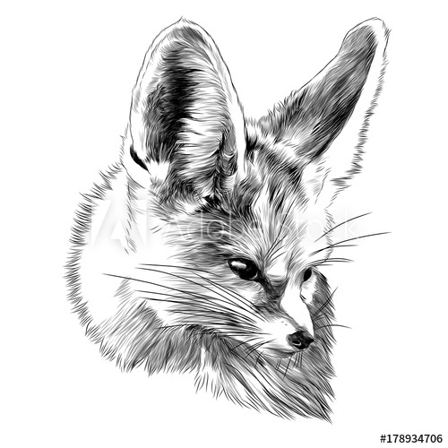 500x500 Fenik Sketch Fox Head Vector Graphics Monochrome Black And White