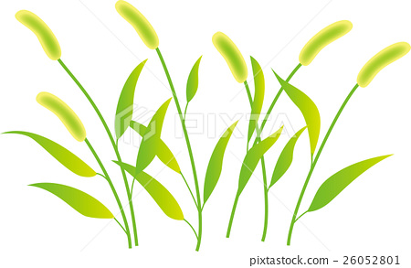 450x293 Vector, Vectors, Green Foxtail