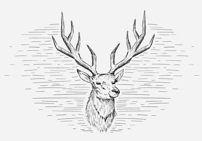700x490 Drawn Antler Free Vector Deer 9