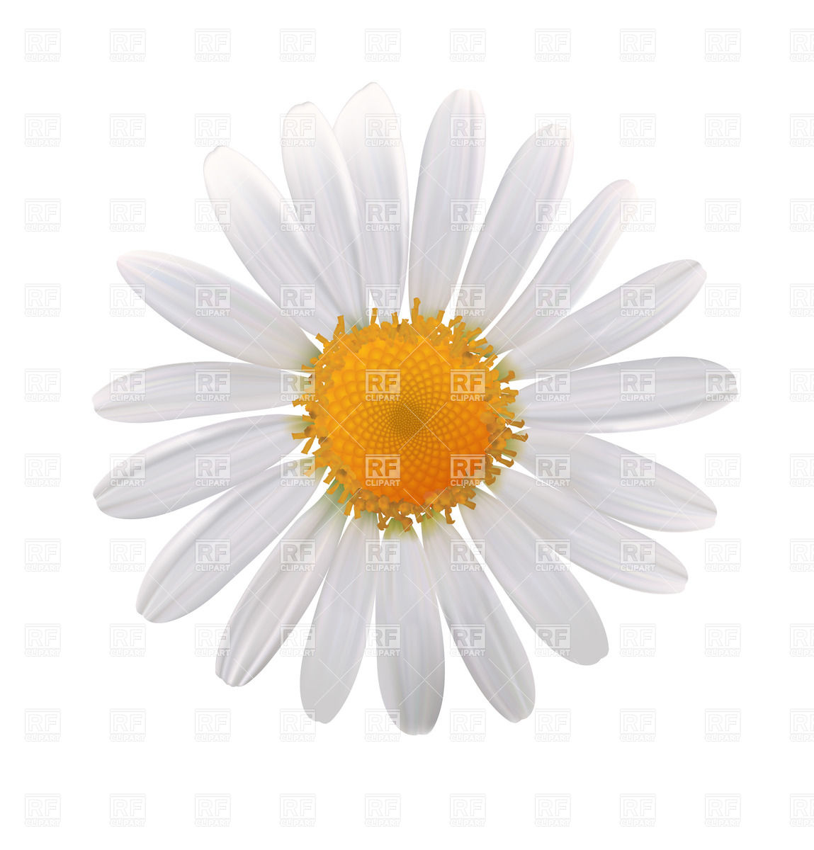 1149x1200 Daisy Flower