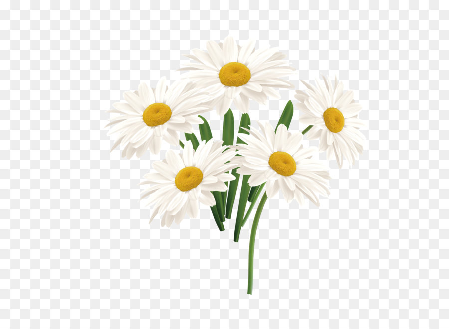 900x660 Flower Common Daisy