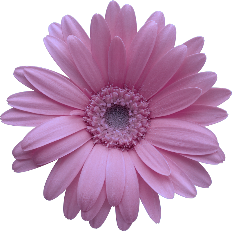 800x796 Collection Of Free Daisy Vector Barberton. Download On Ubisafe