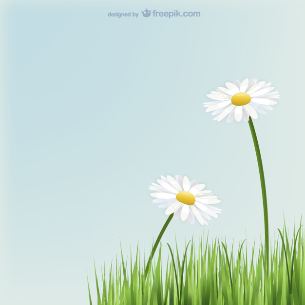 626x626 Daisies Flowers With Grass Vector Free Download