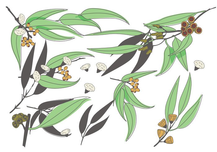 700x490 Eucalyptus Vector Ai Format Free Vector Download