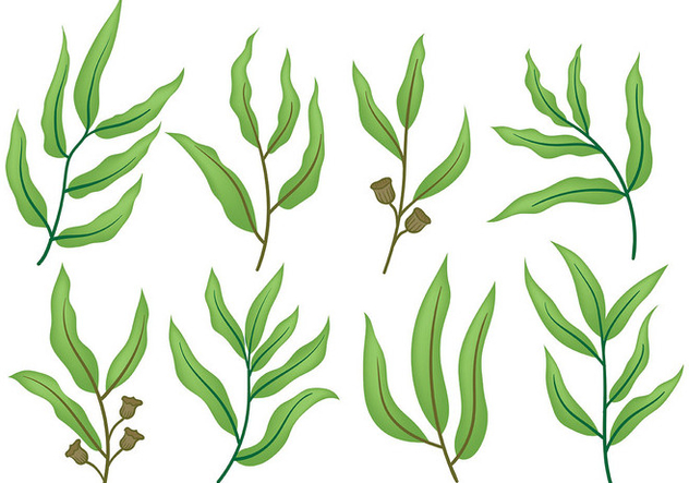 632x443 Free Eucalyptus Icons Vector Free Vector Download 369797 Cannypic