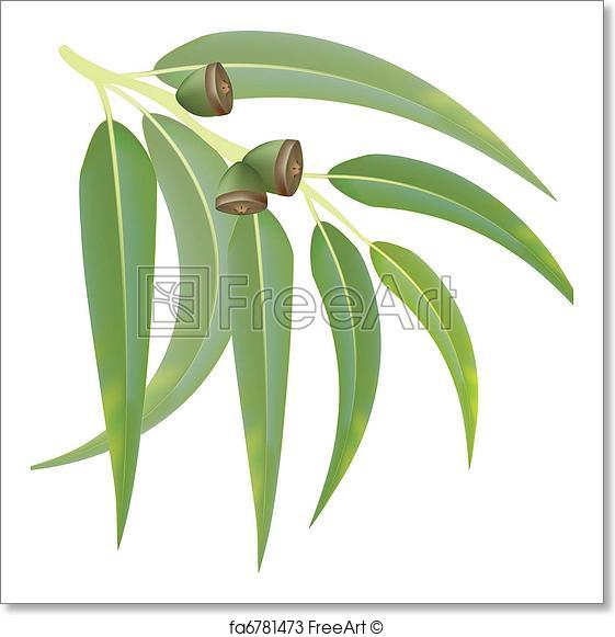 561x581 Free Art Print Of Eucalyptus Branch On White Background. Vector