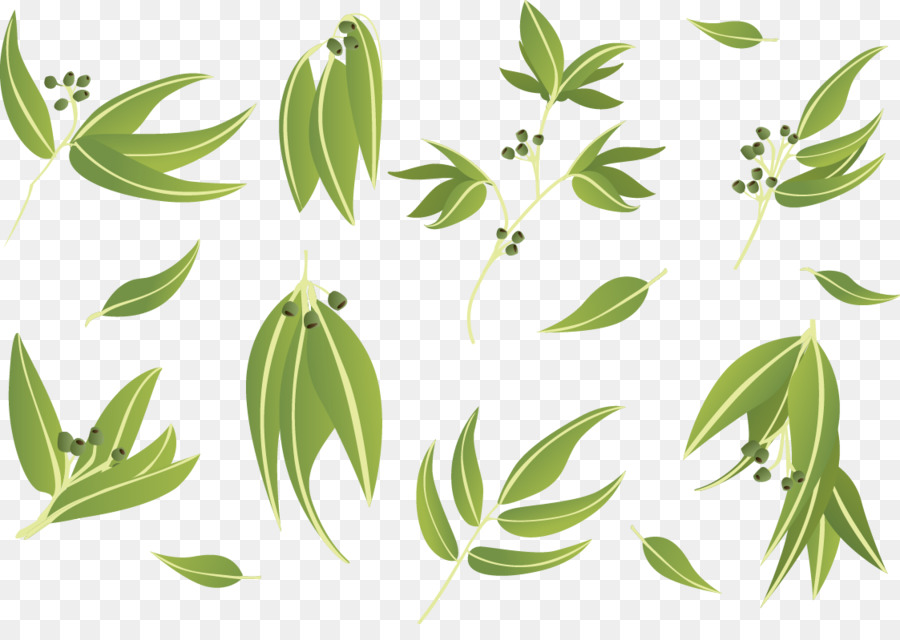 900x640 Gum Trees Leaf Euclidean Vector