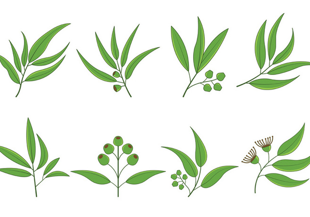 Free Eucalyptus Vector at GetDrawings | Free download