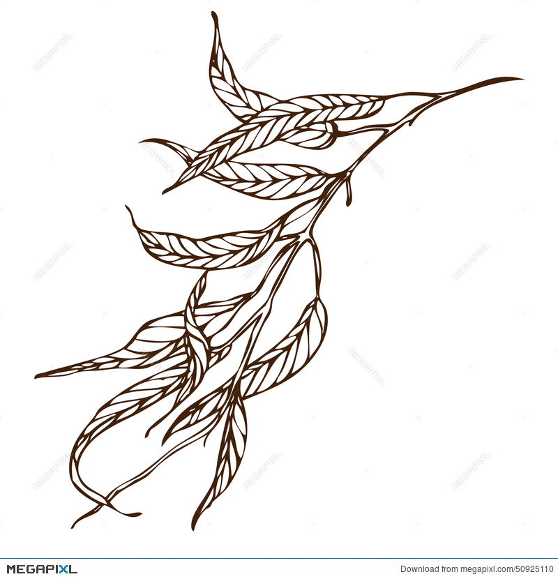 800x830 Vector Hand Drawing Eucalyptus Branch Illustration 50925110