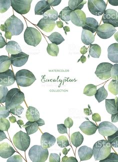 236x324 Watercolor Eucalyptus Round Leaves And Branches Set. Hand Painted
