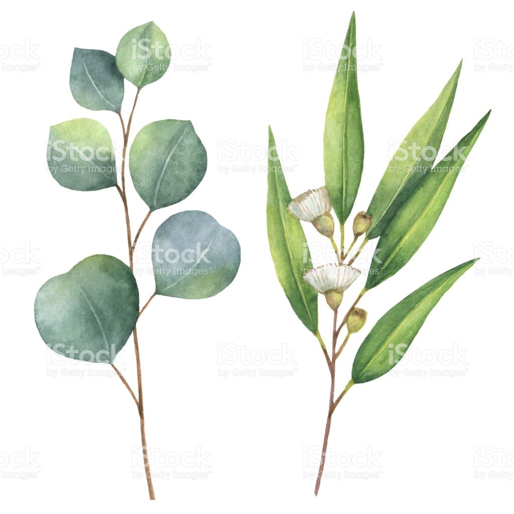 1024x1024 Watercolor Hand Painted Set With Eucalyptus Leaves And Branches