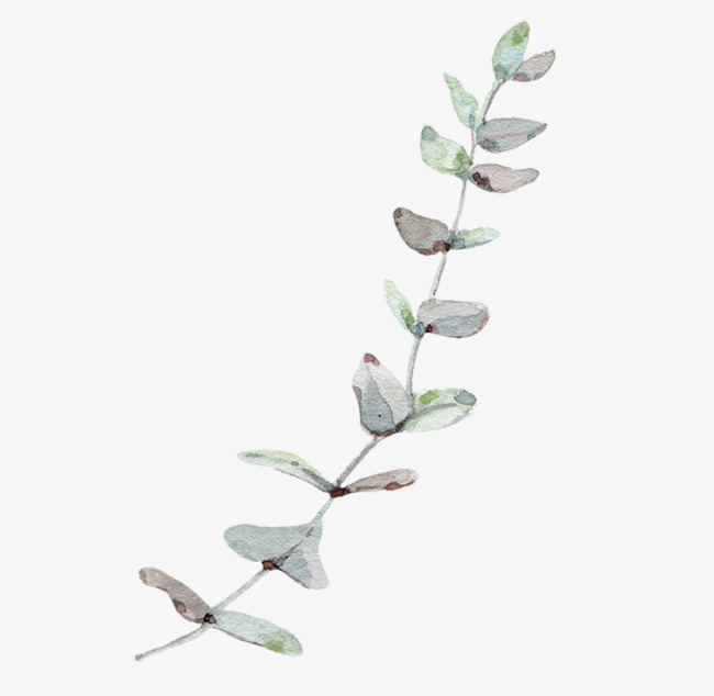 650x634 Eucalyptus Png Images Vectors And Psd Files Free Download On