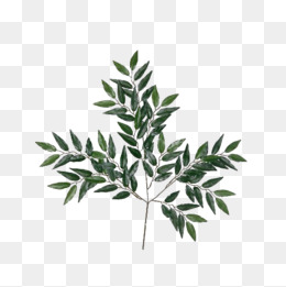 260x261 Eucalyptus Png, Vectors, Psd, And Clipart For Free Download Pngtree