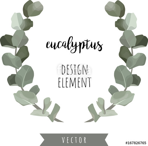 500x494 Eucalyptus Branches. Wreath Frame Design. Vector Illustration
