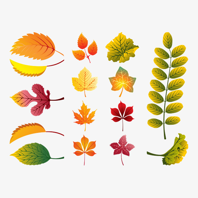 650x651 Vector Autumn Leaves, Fall, Autumn Vector, Leaves Vector Png And