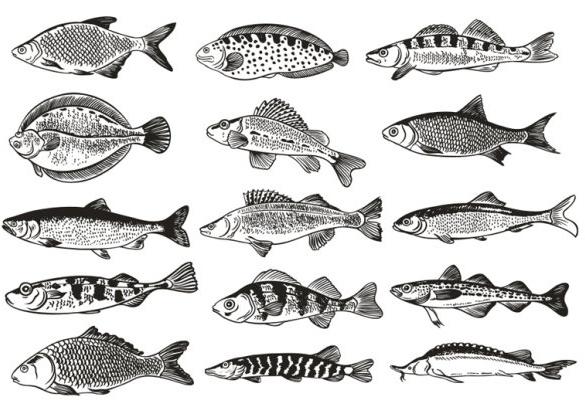 585x407 Germany Fish Monochrome Illustrations Vector Free Vector In