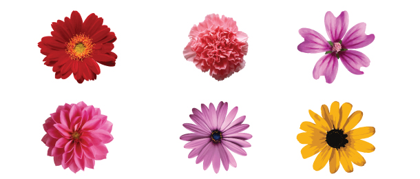 610x260 Free Flower Artwork