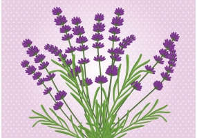 285x200 Lavender Flower Free Vector Graphic Art Free Download (Found