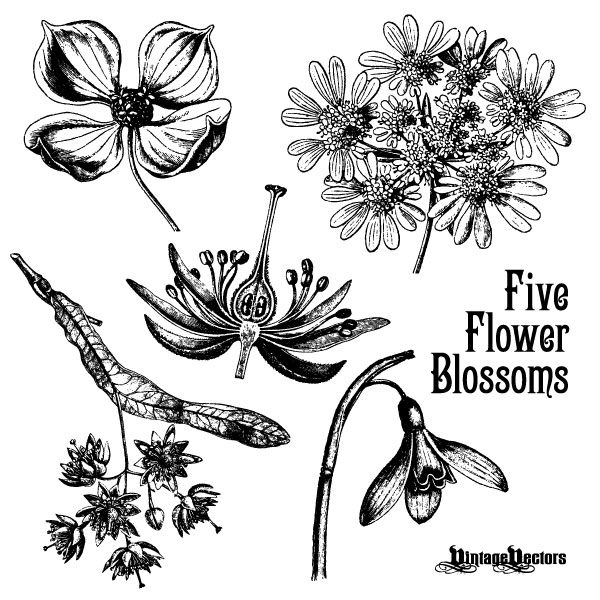 600x600 Free Graphics Vintage Vector Flowers And Floral Ornament Sets