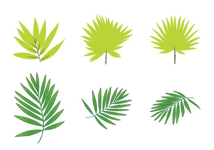700x490 Free Palm Leaf Vectors