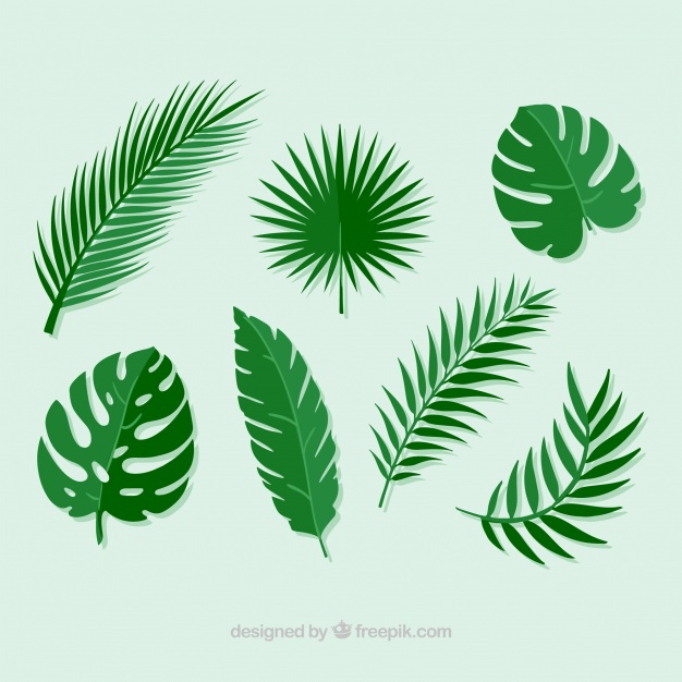626x626 Pack Of Palm Leaves Vector Free Download