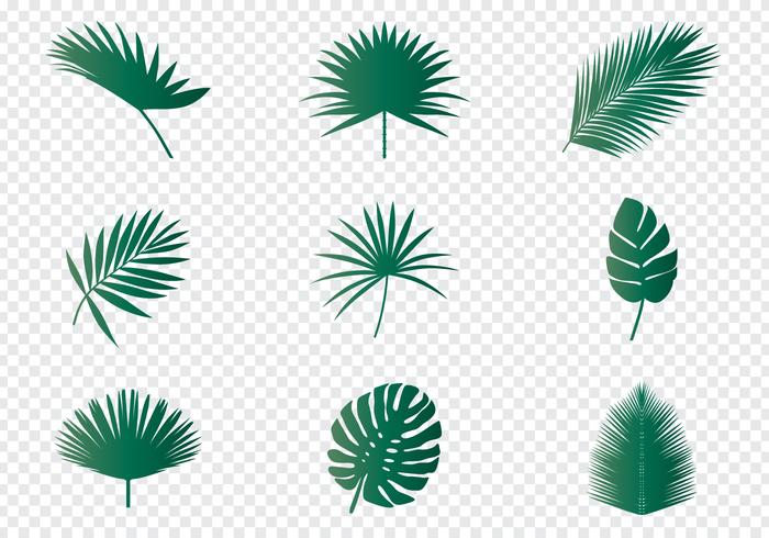 700x490 Palm Leaves